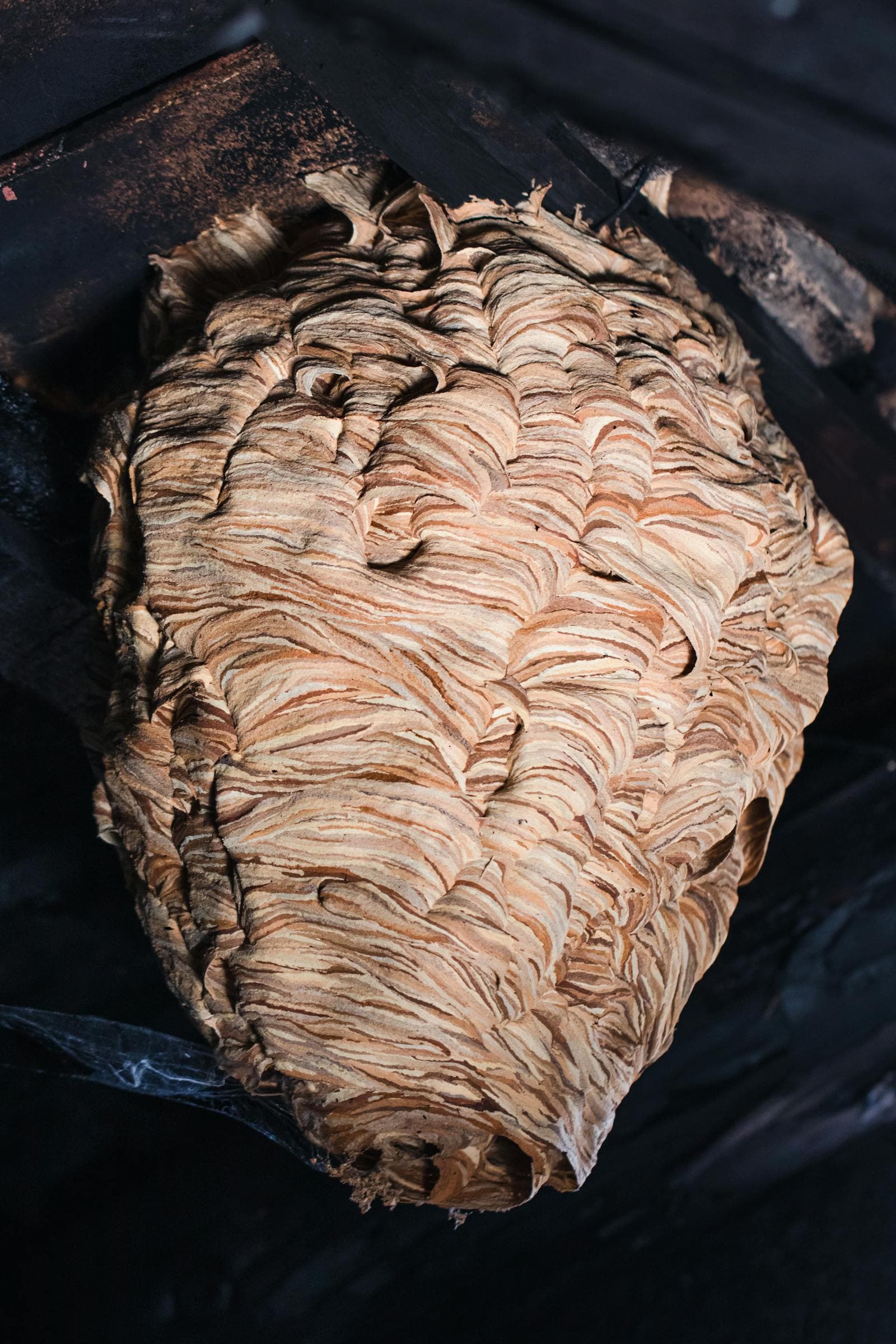 A paper wasp nest — Roger's same-day removal for wasps, hornets, and yellow jackets in Eureka, MO.